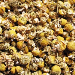 Manzanilla