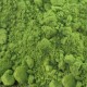 Matcha Premium Biológico