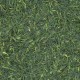 Té Verde Sencha Fukujyu Biologico