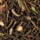 Té Blanco chocolate Blanco