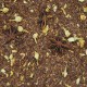 Rooibos Golden Nights
