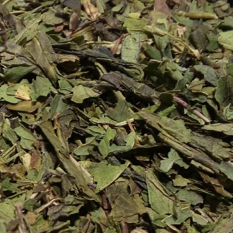 Té Verde Menta fresca