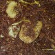 Rooibos Banana Caramelizada